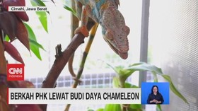 VIDEO: Berkah PHK Lewat Budi Daya Chameleon