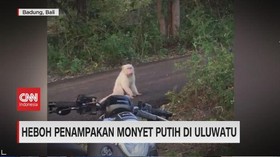 VIDEO: Heboh Penampakan Monyet Putih di Uluwatu