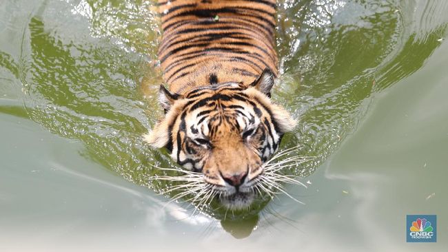 Misteri Harimau Jawa Masih Hidup atau Benarbenar Punah