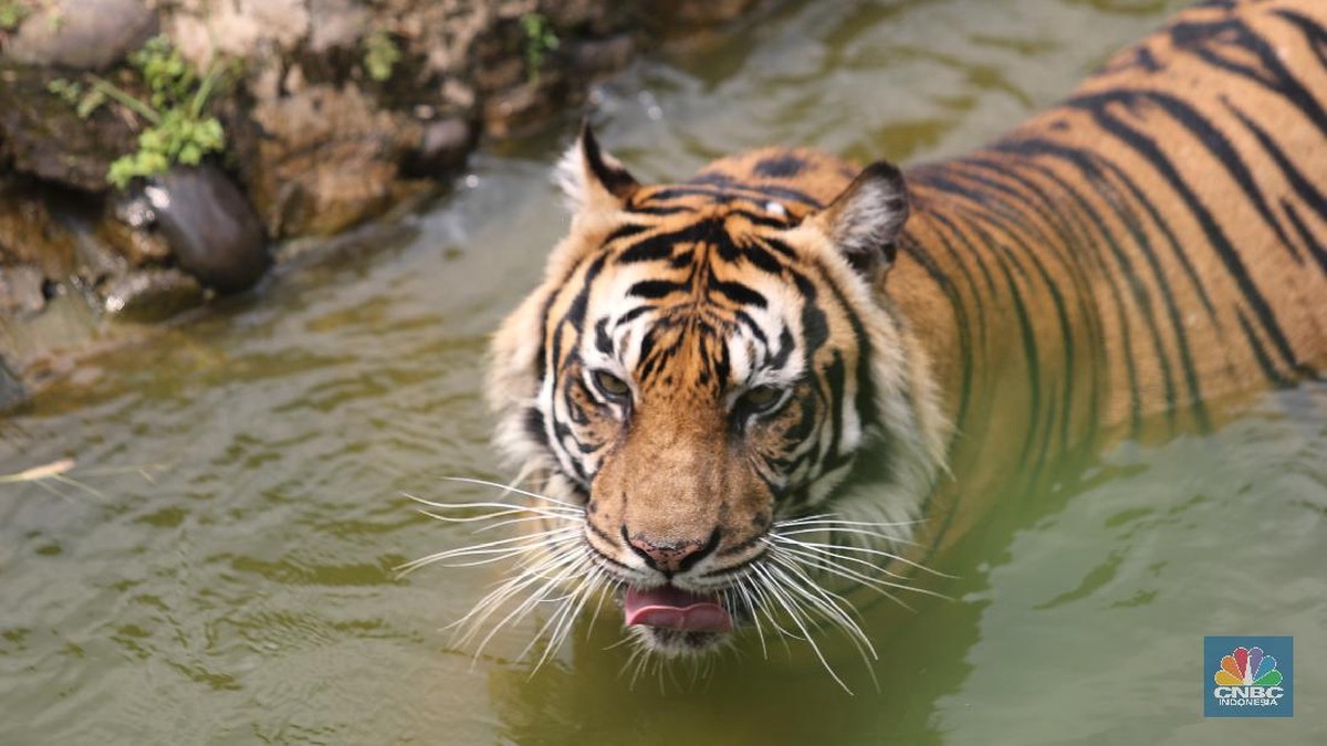 Harimau Jawa Ternyata Belum Punah, Ditemukan Berkeliaran di Wilayah RI