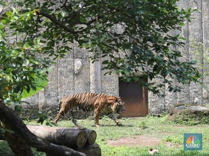 Serangan Harimau Teror Warga Jakarta, 800 Orang Pemburu Turun Tangan Serangan Harimau Teror Warga Jakarta, 800 Orang Pemburu Turun Tangan