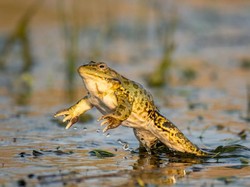 Cara Ampuh Usir Katak dari Teras Rumah, Coba 7 Trik Ini!