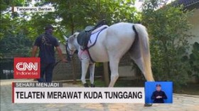 VIDEO: Sehari Menjadi Perawat Kuda Tunggang
