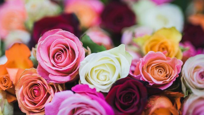 Selanjutnya: Mawar Peach, Kuning, dan Coral