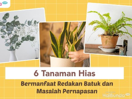 6 Tanaman Hias Bermanfaat Redakan Batuk dan Masalah Pernapasan