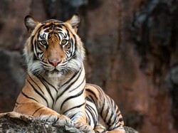Petani Kopi di Lampung Barat Tewas Diserang Harimau