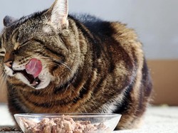 Hari Kucing Sedunia, Kucing Juga Punya Makanan Halal dari Daging Kambing