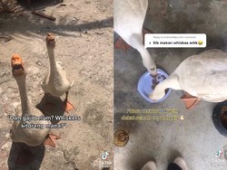 Pelihara Itik yang Suka Hidup Mewah, Wanita Ini Gemas Ingin Memasaknya Jadi Rendang