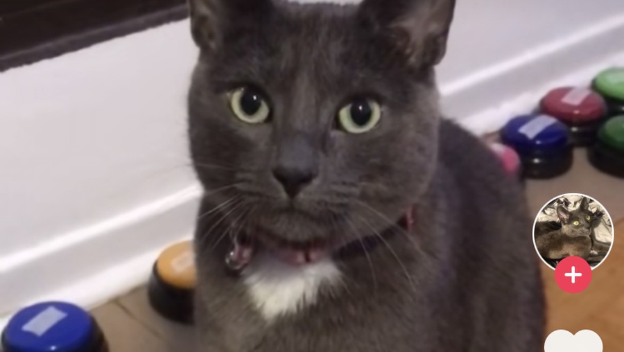 Video TikTok Kucing Video TikTok Kucing