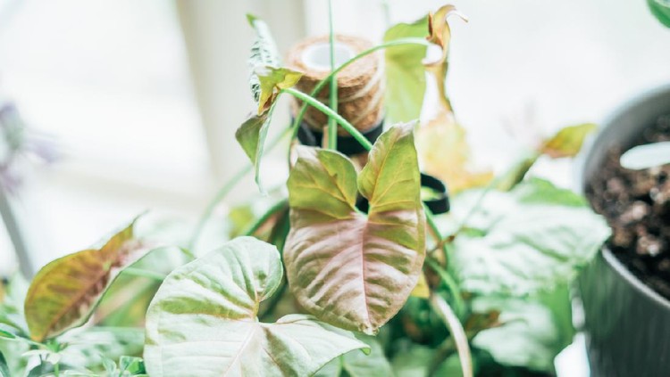 Tanaman Hias Syngonium Neon Robusta Variegated Syngonium houseplant