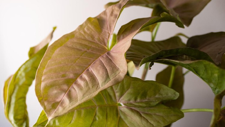 Close up of multiple pink Syngonium 'Neon Robusta' arrowhead plant leaves.