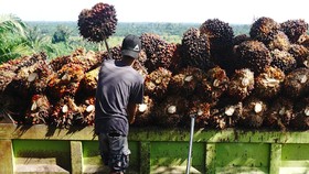 Faisal Basri: Industri Indonesia Minus 'Otak', Lebih Fokus 'Otot'