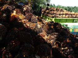 Harga TBS Sawit-CPO di Sumut Mulai Menguat Pekan Ini