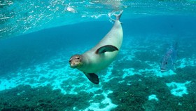 Sentuh Anjing Laut Terancam Punah, Turis di Hawaii Kena Denda