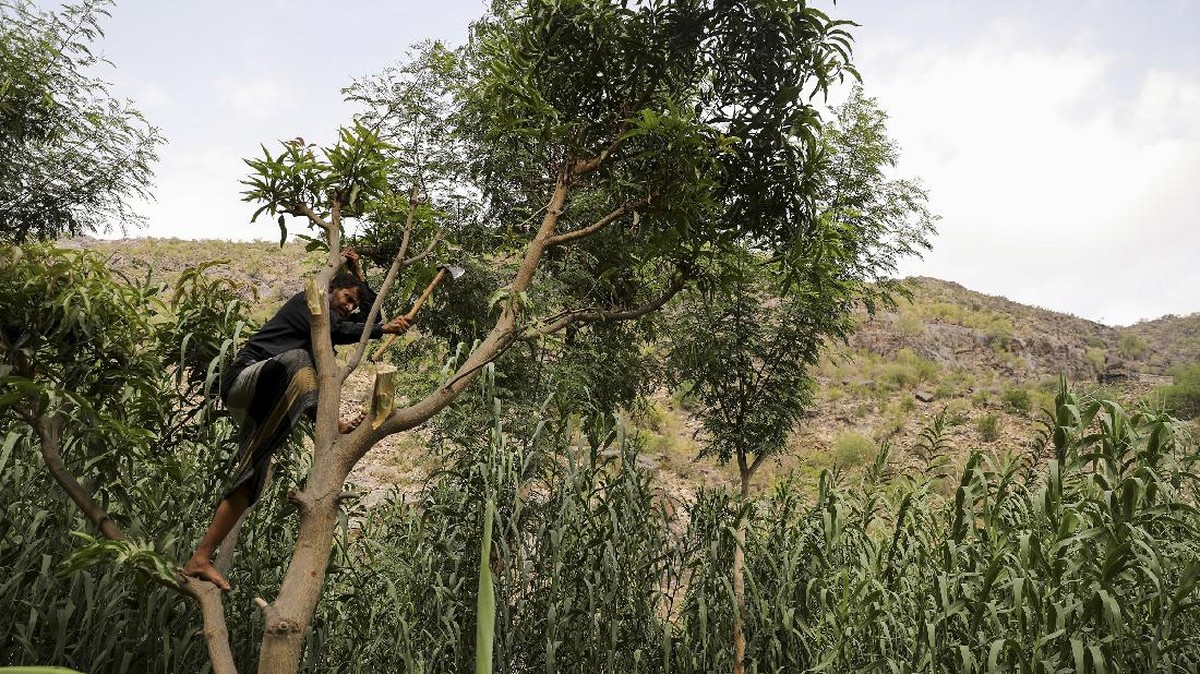 FOTO: Warga Yaman 'Gunduli' Hutan demi Bisa Masak