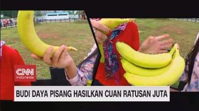 VIDEO: Budidaya Pisang Hasilkan Cuan Ratusan Juta