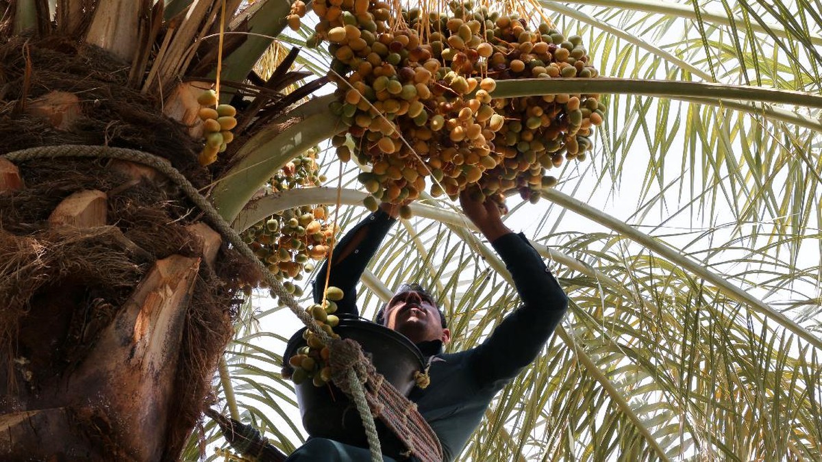 FOTO: Gempita Festival Kurma di Arab Saudi