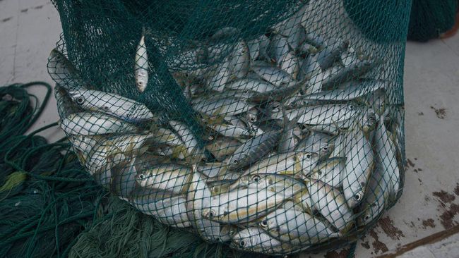 Ribuan Ikan di Laut Menepi ke Daratan di Pantai Mutiara Jakarta Utara Ribuan ikan dilaporkan menepi ke daratan di sekitar Pantai Mutiara, dekat Apartemen Regatta, Jakarta Utara. Fenomena itu diduga imbas pengaruh angin laut.