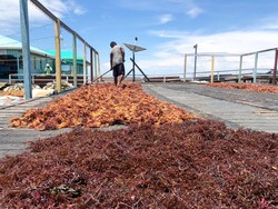 Produksi 3.000 Ton/Bulan, Petani Ingin Nunukan Ekspor Rumput Laut Sendiri