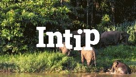 INTIP: 7 Destinasi Wisata Pengamatan Gajah Asia