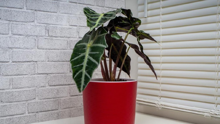 Alocasia Sanderiana, commonly known as the kris plant, is a genus of broad-leaved rhizomatous or tuberous perennial flowering plants from the family Araceae.