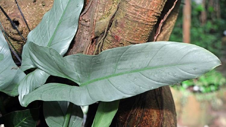 Exotic plant photography