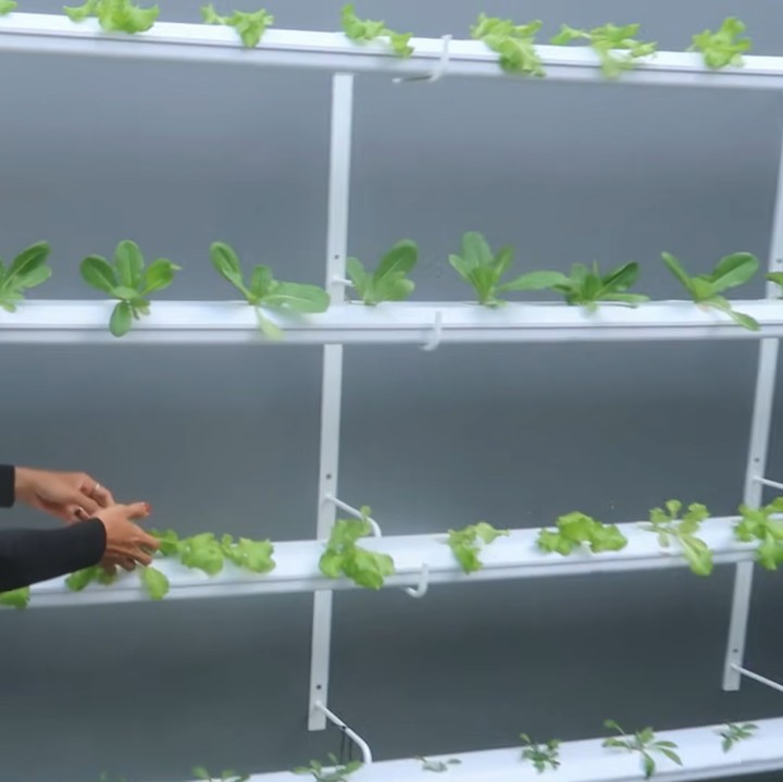 <p>Sejak pandemi, Ayudia Bing Slamet mulai meggeluti hobi bercocok tanam. Ia memiliki kebun kecil di halaman rumah. (Foto: YouTube Febby Rastanty)</p>