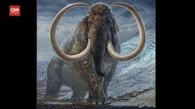 VIDEO: Peneliti Teliti Siklus Hidup Mammoth dari Gadingnya