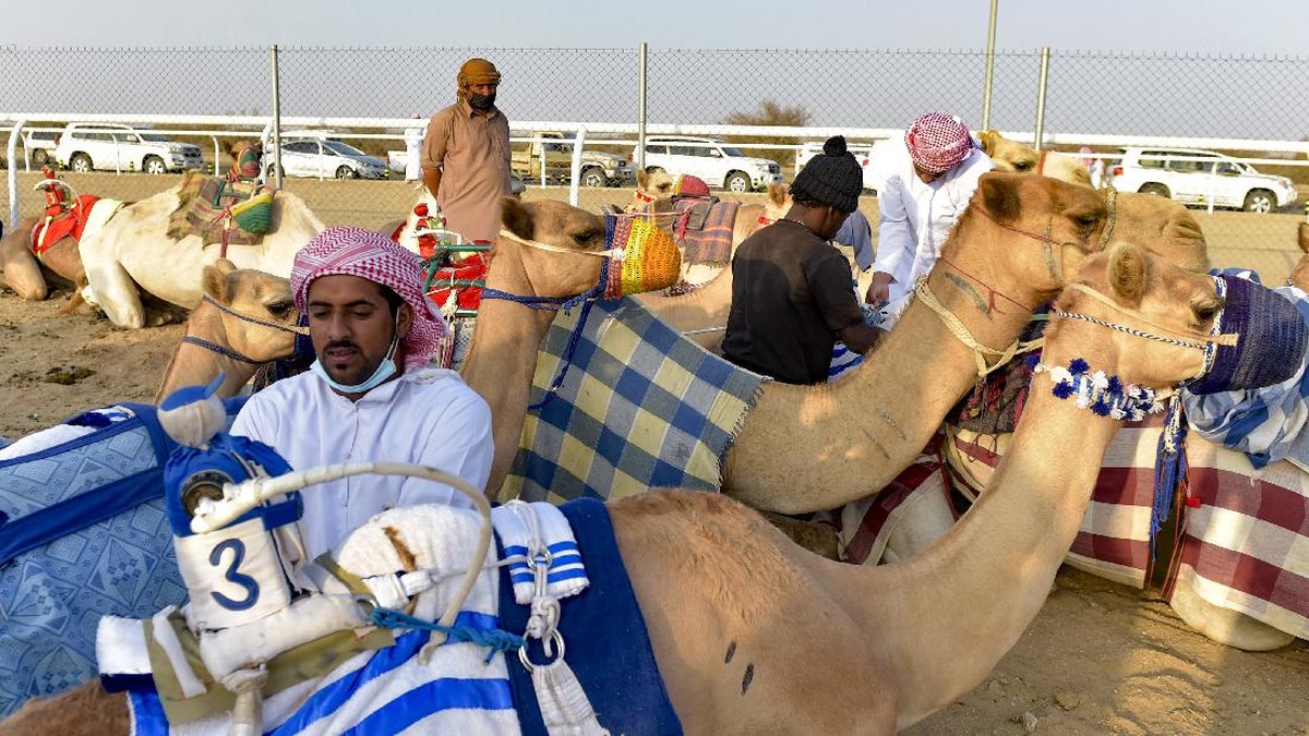 FOTO: Kala Unta dari Berbagai Negara Adu Hebat di Arab Saudi