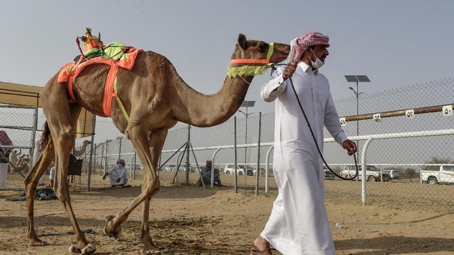 Jemaah haji asal Indonesia diminta tak mendekati hewan Unta yang ada di Arab Saudi untuk mencegah Virus Middle East Respiratory Syndrome (MERS-CoV).