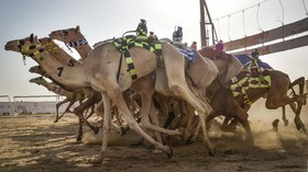 FOTO: Kala Unta dari Berbagai Negara Adu Hebat di Arab Saudi
