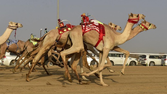 FOTO: Kala Unta dari Berbagai Negara Adu Hebat di Arab Saudi
