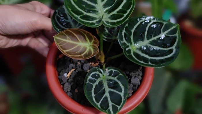 Anthurium Dorayaki