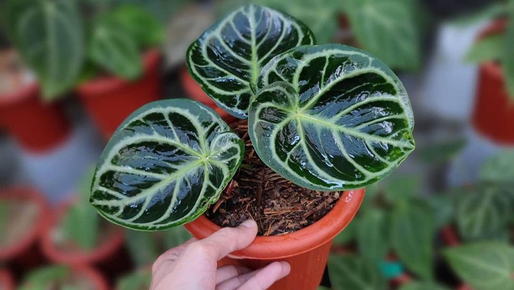 Anthurium Dorayaki