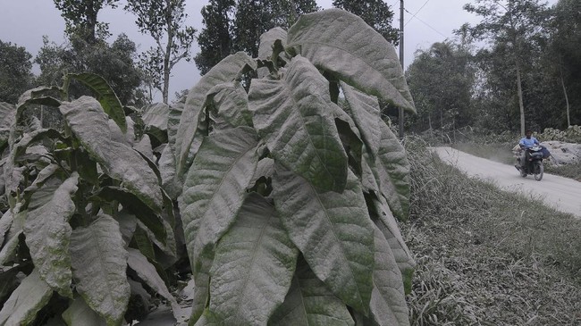 Erupsi Merapi menjangkau hingga beberapa kabupaten. Laporan warga menyebut hujan abu sudah mencapai Magelang dna Boyolali.