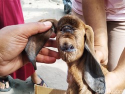 Anak Kambing Bermata Satu Bikin Heboh Warga Blitar