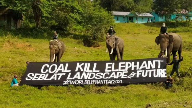 Setidaknya puluhan komunitas, aktivis, hingga DPRD Bengkulu mendesak pemerintah mencabut izin tambang di habitat gajah.