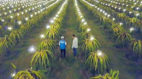 Electrifying Agriculture PLN Bikin Omzet Petani Meroket