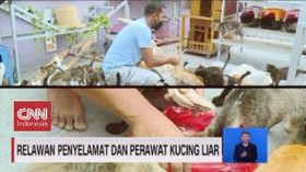 VIDEO: Relawan Penyelamat dan Perawat Kucing Liar