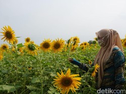 Viral Kebun Bunga Matahari Jadi Wisata Dadakan di Mojokerto