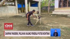 VIDEO: Dampak Pandemi, Puluhan Anjing Pekerja Putus Kontrak