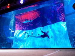 17 Agustus, Merah Putih Berkibar di Aquarium Terbesar Jakarta
