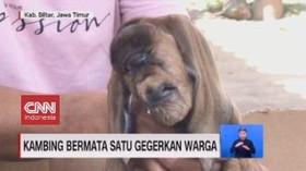 VIDEO: Kambing Bermata Satu Gegerkan Warga