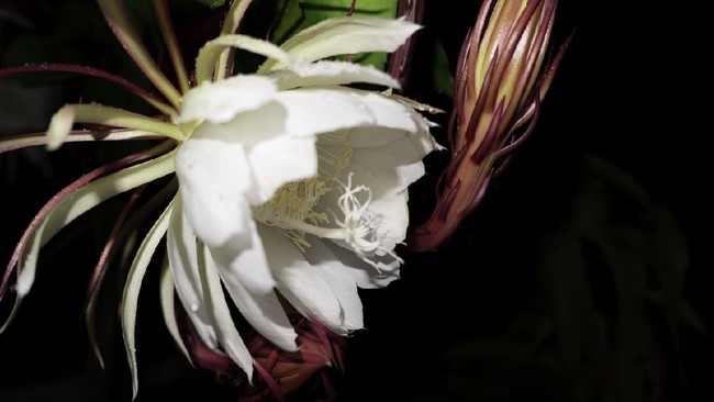 Bunga wijaya kusuma merupakan bunga klasik yang hanya mekar di malam hari. Banyak mitos bunga wijaya kusuma yang dipercaya masyarakat.