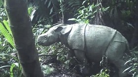 Terancam Punah, Badak Cula Satu di Ujung Kulon Kini Bertambah