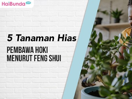 5 Tanaman Hias Pembawa Hoki Menurut Feng Shui