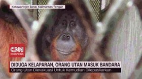 VIDEO: Diduga Kelaparan, Orang Utan Masuk Bandara