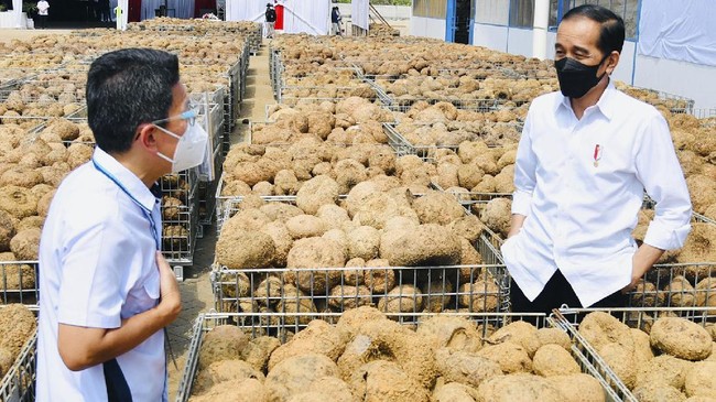 Petani bercerita kepada Jokowi bahwa bertani porang cukup menjanjikan. Dalam tiga tahun petani bisa pulang membawa mobil dari hasil bertani porang.