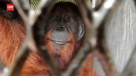 VIDEO: Diduga Kelaparan, Orang Utan Masuk Bandara