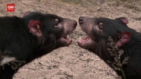 VIDEO: Tasmanian Devil di Ceko Kena Kanker Wajah Mematikan